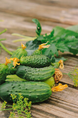 fresh appetizing green cucumbers closeup from organic vegetable garden selective focus