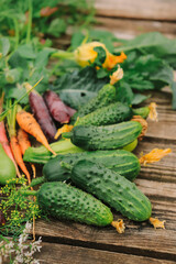 fresh appetizing green cucumbers closeup from organic vegetable garden selective focus