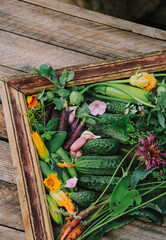 fresh organic vegetables different laid out on a wooden surface framed in a frame close-up...