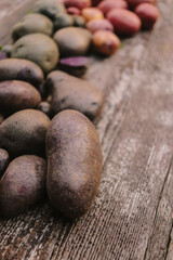 fresh potatoes multi-colored organic, grown in the garden close-up