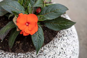 Impatiens walleriana in a round ceramic pot decorates the street