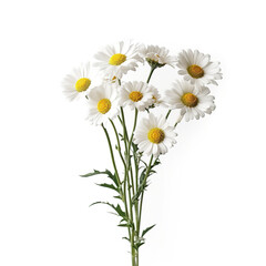A bunch of daisies in a vase on a table. Generative AI.