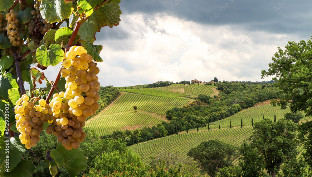 Wall mural wine production with ripe grapes before harvest in an old vineyard with winery in the tuscany wine g