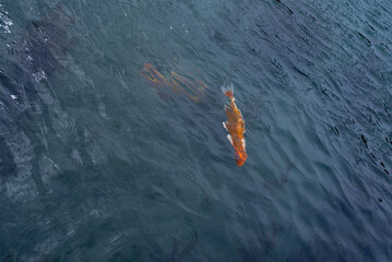 Fototapeta premium Colorful Koi Carp Fish swimming in a lake.