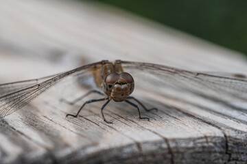 Closeup de Libélula Sympetrum Striolatum Sobre Madera