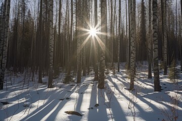 winter forest with sunlight shining through the trees. Generative AI