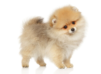 Pomeranian puppy stands on a white background