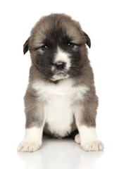 Central Asian Shepherd puppy sits on a white background