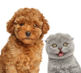 Happy Poodle puppy and kitten, isolated on a white - 612976975