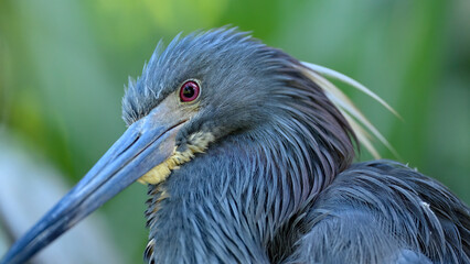 Tri-colored Heron Close-up