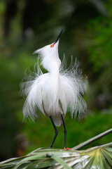 Displaying snowy egret in breeding colors