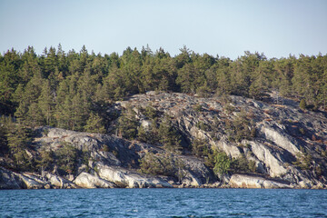 pine tree on the rocks