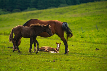 Fototapeta na wymiar Horses in the highlands of the Santa Catarina mountains