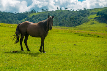 Obraz premium Horses in the highlands of the Santa Catarina mountains