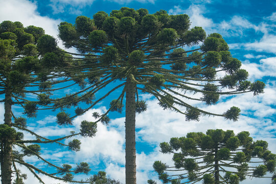 ARAUCARIAS (Araucaria angustifolia), dominant tree species in southern Brazil