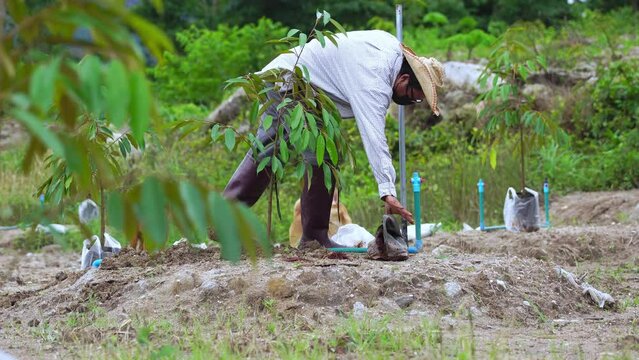 Middle-aged farmer planting durian tree by burying durian tree in his garden, agriculture and nature work concept