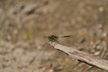 dragonfly perching on a pole