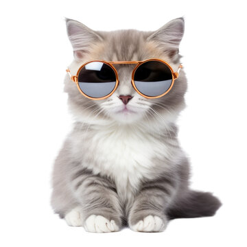 Kitten wearing cool sunglasses isolated on a transparant background, clipart for printing and presentations