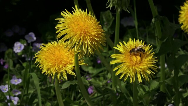 Bee and yellow dandelions. Bee collecting nectar. Bee and yellow flower.