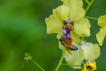 bee on a flower