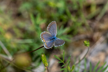 Lycaenidae / Çokgözlü Mavi / Common Blue / Polyommatus icarus