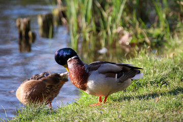 Eine männliche Stockente am Rand eines Teiches.