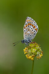 Fototapeta na wymiar Lycaenidae / Çokgözlü Mavi / Common Blue / Polyommatus icarus