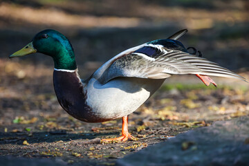 Eine männliche Stockente am Rand eines Teiches.