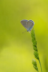 Lycaenidae / Mavi Osiris / Osiris Blue / Cupido osiris