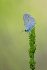 Lycaenidae / Mavi Osiris / Osiris Blue / Cupido osiris