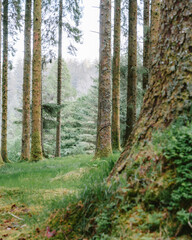 Dartmoor Woodlands