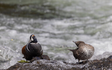 Male and Female Harlequin Ducks in the Yellowstone River 