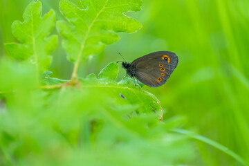 Orman Güzelesmeri » Erebia medusa » Woodland Ringlet