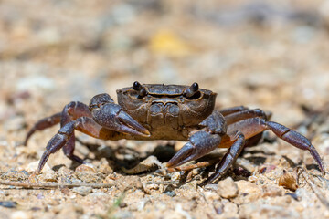 crab on the beach
