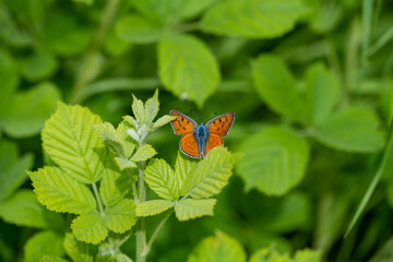  Büyük Mor Bakır » Lycaena alciphron » Purple-shot Copper