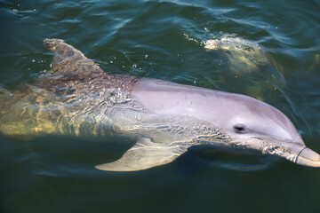 Fototapeta premium Eine Delfingruppe in einer Bucht mit Mangrovenbäume, Delfine.