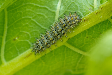 caterpillar on a leaf