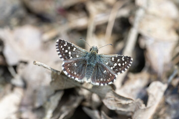 Hesperiidae / Ebegümeci Zıpzıpı / Grizzled Skipper / Pyrgus malvae


