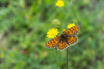 Nymphalidae / Amannisa / Heath Fritillary / Melitaea athalia