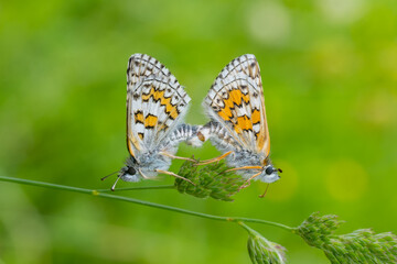  Sarı Bantlı Zıpzıp » Pyrgus sidae » Yellow-banded Skipper
