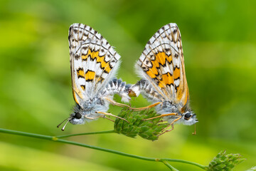  Sarı Bantlı Zıpzıp » Pyrgus sidae » Yellow-banded Skipper