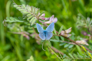 Lycaenidae / Çokgözlü Mavi / Common Blue / Polyommatus icarus