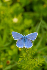 Lycaenidae / Çokgözlü Mavi / Common Blue / Polyommatus icarus