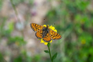 Nymphalidae / Nazuğum / Marsh Fritillary / Euphydryas aurinia