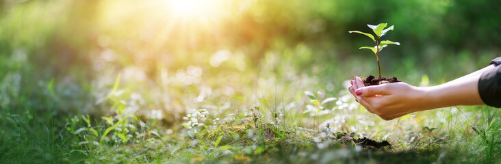 Woman with young sprout of the tree in her hand in the spring forest.