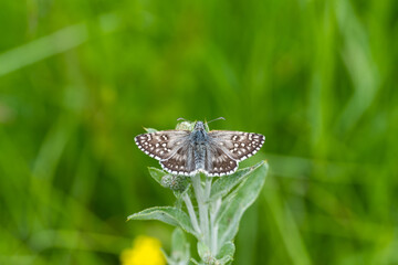  Sarı Bantlı Zıpzıp » Pyrgus sidae » Yellow-banded Skipper