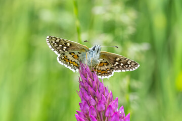  Sarı Bantlı Zıpzıp » Pyrgus sidae » Yellow-banded Skipper