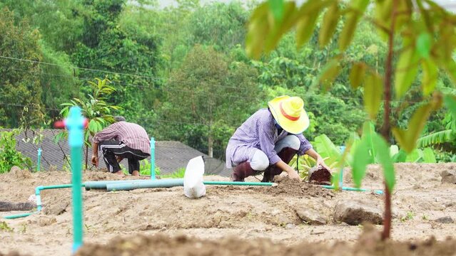 A Thai farmer gets his durian garden ready for planting by preparing the soil, fertilizer, and seedlings. idea of natural agriculture and the agricultural industry. 4K UHD Video