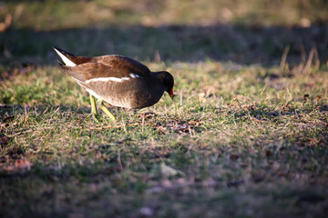 Ein Teichhuhn am Rand eines Teiches bei der Nahrungssuche.
