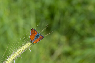  Büyük Mor Bakır » Lycaena alciphron » Purple-shot Copper © Yasin